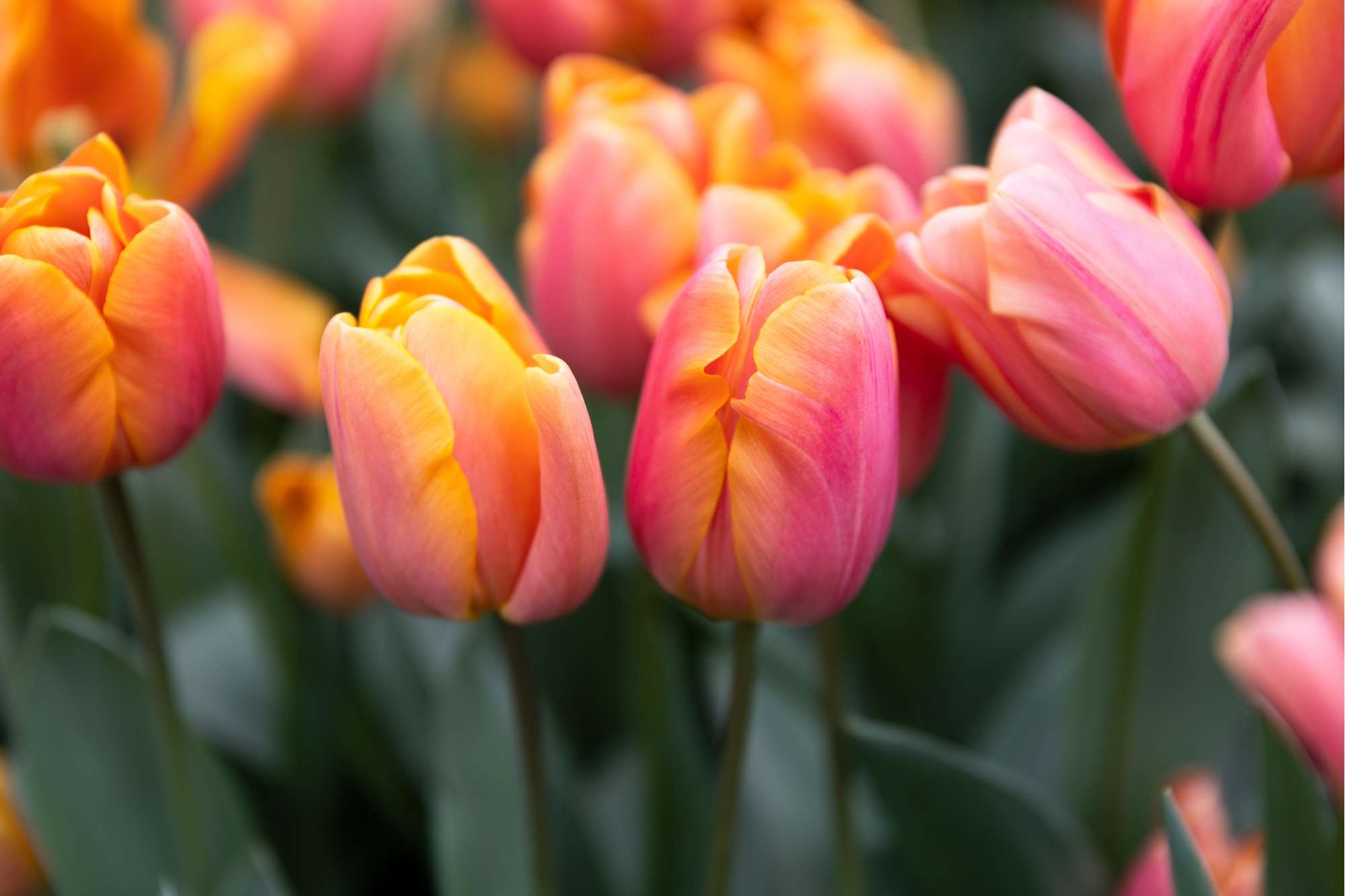 Tulpe 'Jimmy'